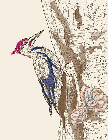 Pileated Woodpecker Line Art