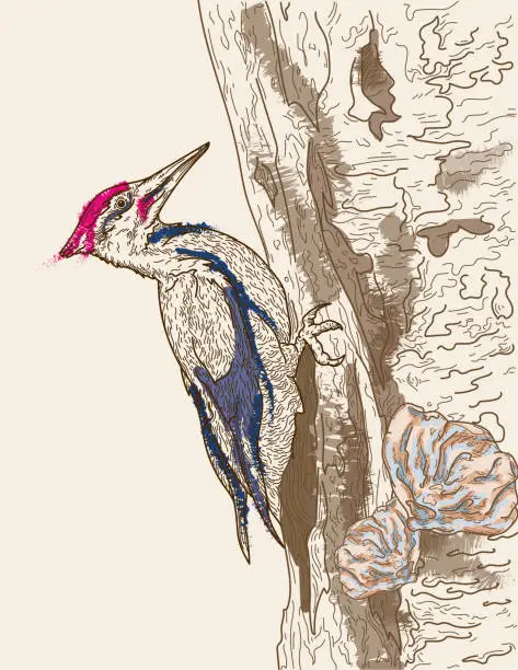 Vector illustration of Pileated Woodpecker Line Art