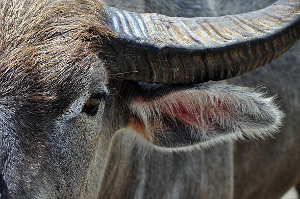 istock Water Buffalo in Indonesia 133834568