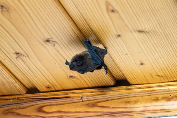 A pipistrelle on an apartment ceiling