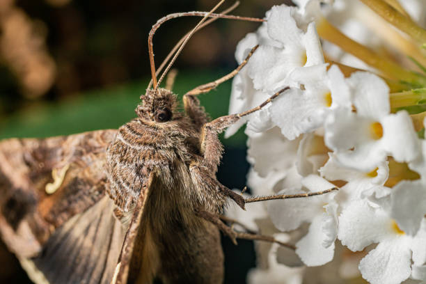 istock World of insects 1338346834