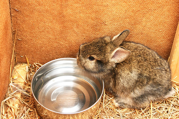 młody królik - rabbit hairy gray animal zdjęcia i obrazy z banku zdjęć