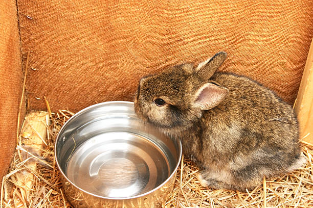 jovem coelho - rabbit hairy gray animal - fotografias e filmes do acervo