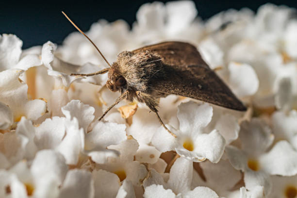 World of insects