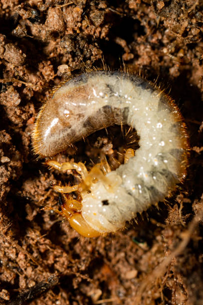 istock World of insects 1338347477