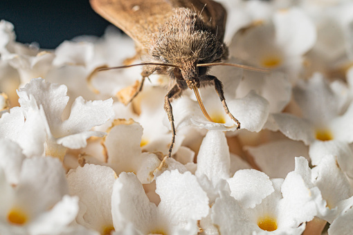 A moth sits on a white flower and drinks nectar