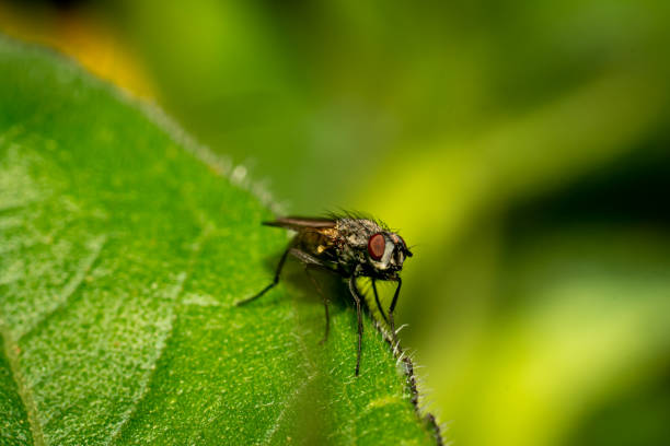 istock World of insects 1338347499