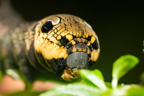 istock World of insects 1338347542
