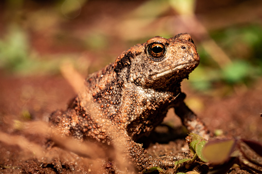 Close up of a common toad sitting on barren forest floor