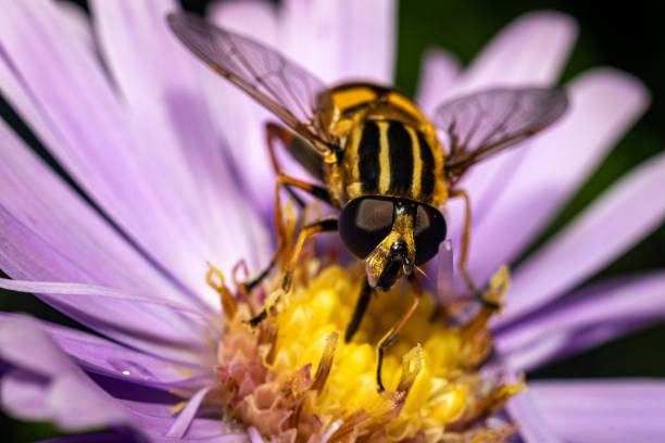 istock World of insects 1338347732