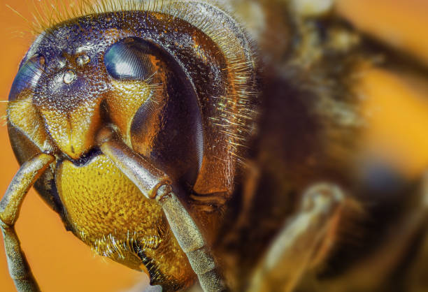 istock World of insects 1338347733