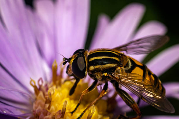 istock World of insects 1338347751