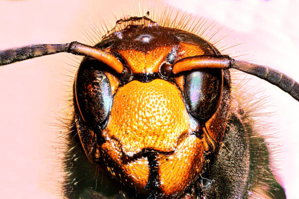 World of insects Close up of the head of a dead hornet wasp photos stock pictures, royalty-free photos & images