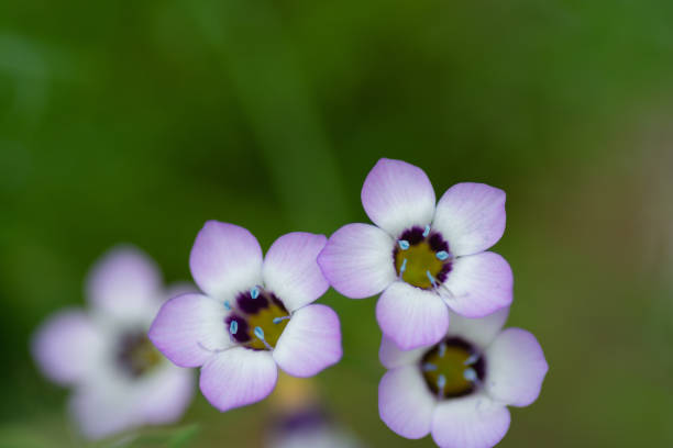 Gilia tricolor in full bloom