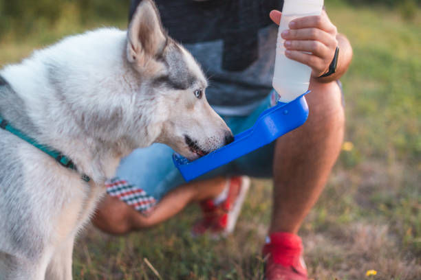 istock Dog drinking from a water bottle for dogs 1338349088
