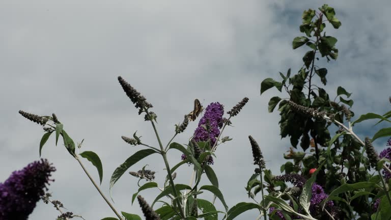 Papilio machaon, the Old World yellow swallowtail butterfly