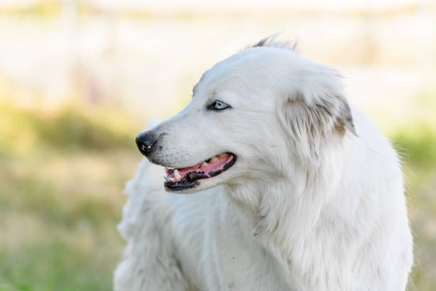 istock Portrait of a young Pyrenean mountain shepherd dog. 1338350407