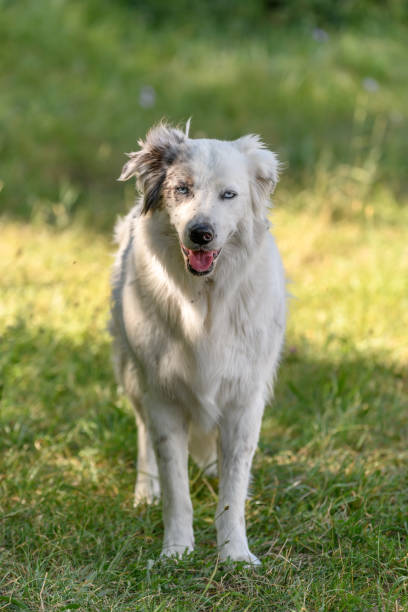 istock Portrait of a young Pyrenean mountain shepherd dog. 1338350413