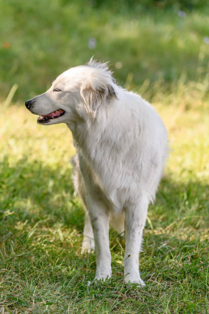 istock Portrait of a young Pyrenean mountain shepherd dog. 1338350414