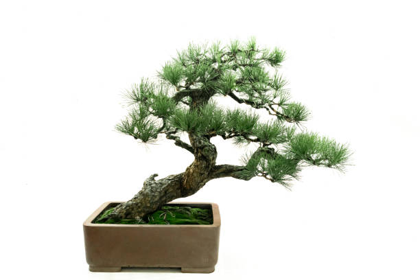 istock Art bonsai, on a pure white background 1338352444