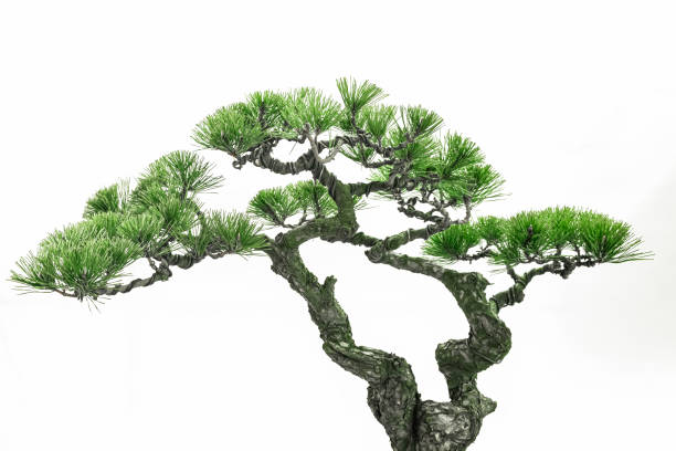 istock Art bonsai, on a pure white background 1338352446