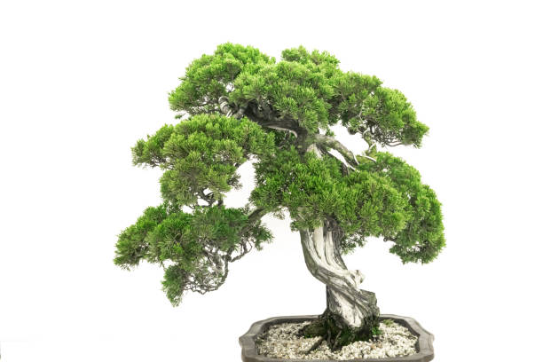 istock Art bonsai, on a pure white background 1338352448