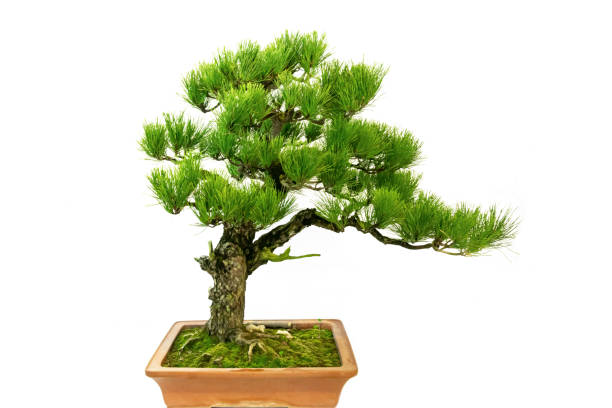 istock Indoor art bonsai, in a pure white background 1338352472