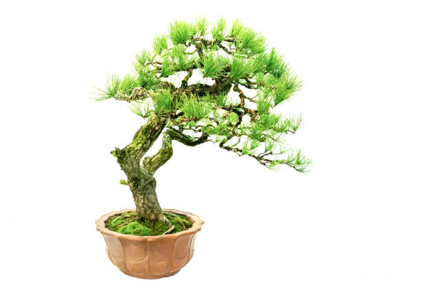 istock Indoor art bonsai, in a pure white background 1338352476