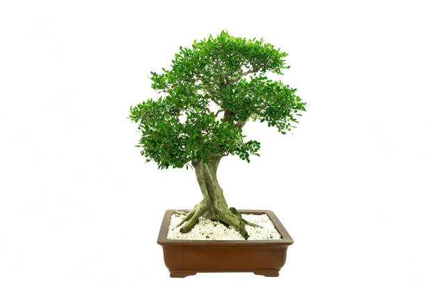 istock Chinese classical art bonsai against a white background 1338352487