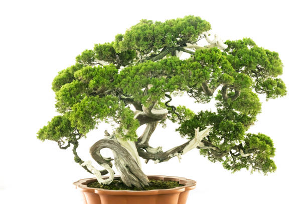 istock Chinese classical art bonsai against a white background 1338352500
