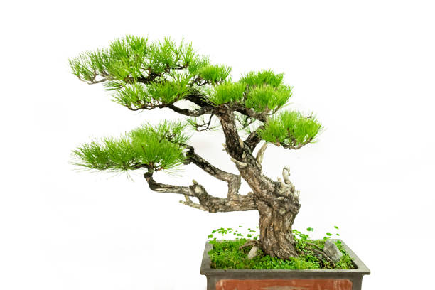 istock Artistic potted green plants on a white background 1338352527