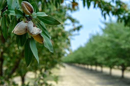 Close-up Ripening almond (Prunus dulcis) fruit, with rows other almond trees in the background.\n\nTaken in the San Joaquin Valley, California, USA.