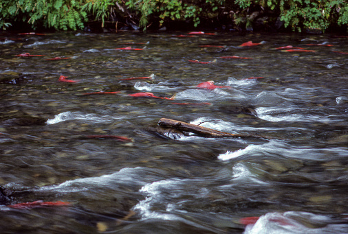 Many sockeye salmon spawning on the fast flowing Alaskan Russian River.\n\nTaken in Homer, Alaska, USA
