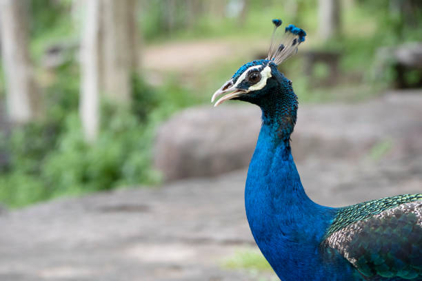 istock Close up peacock head shot. 1338354078