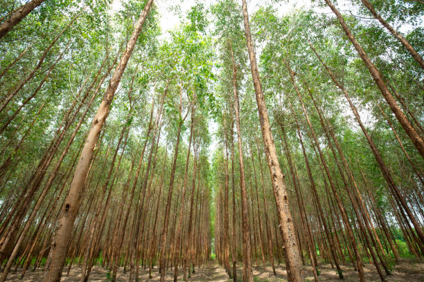 istock Eucalyptus forest for paper industry 1338354090