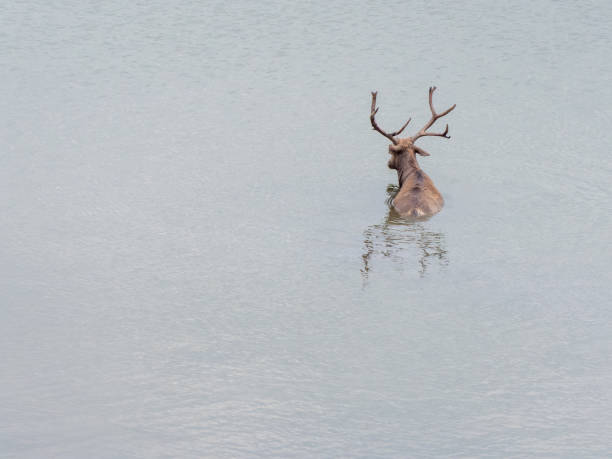 水の中のバクトリア鹿 - yellowstone national park hat blue lake ストックフォトと画像