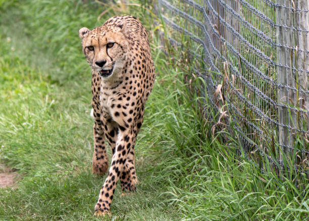 A Cheetah Prowling in Captivity