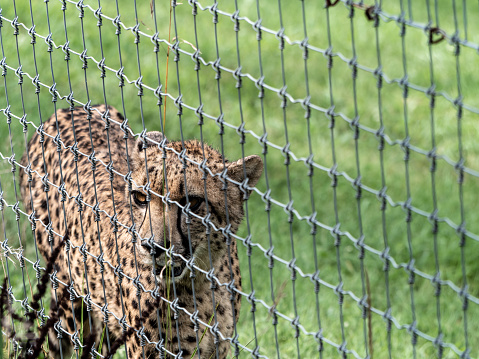 A Cheetah Prowling in Captivity