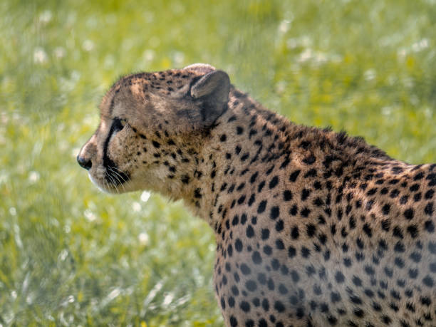 istock Cheetah Prowling for its Next Meal 1338355388