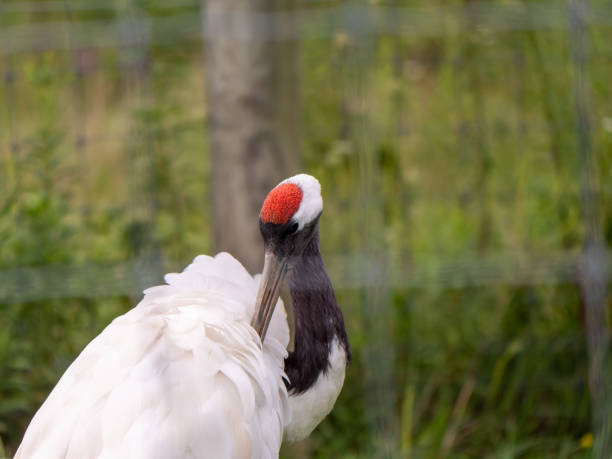 Red Crowned Crane Grooming Itself Red Crowned Crane Grooming Itself japanese crane stock pictures, royalty-free photos & images