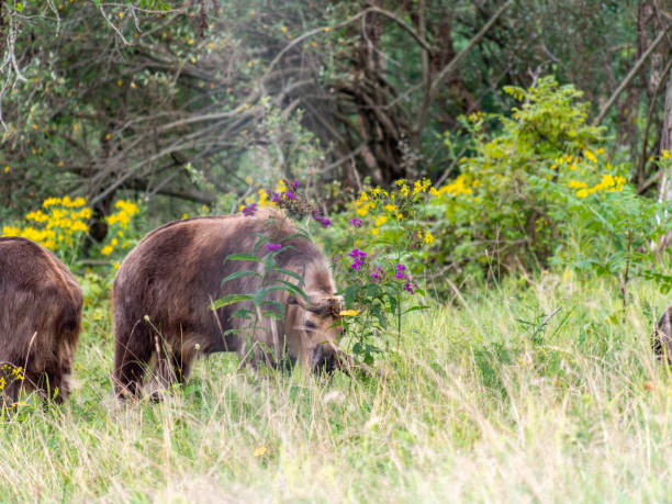 istock Sichaun Takin in the Wild 1338355415