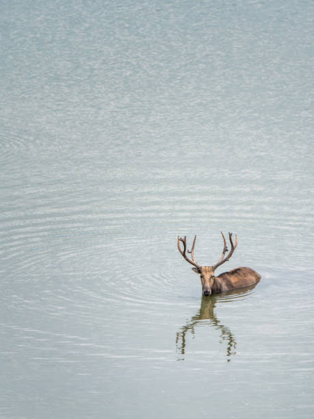 水の中のバクトリア鹿 - yellowstone national park hat blue lake ストックフォトと画像