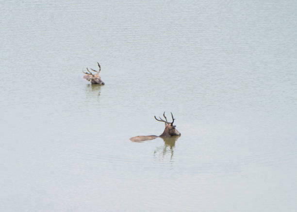 istock Bactrian Deer in the Water 1338355450