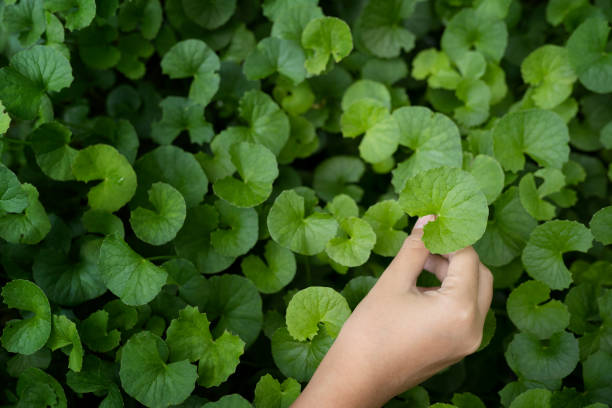 istock Gotu kola (Centella asiatica) leaves on hand 1338355591