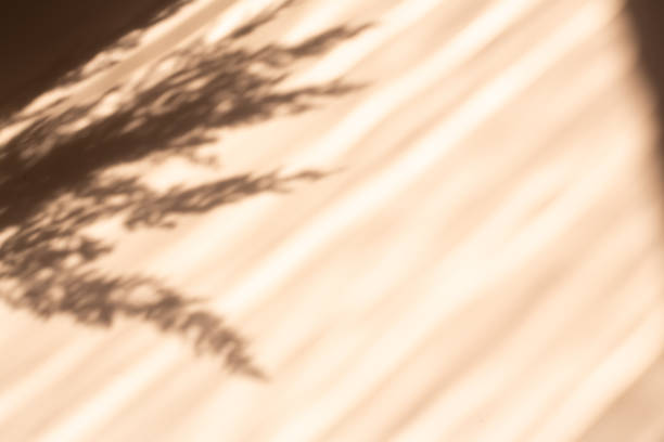 istock Pampas grass natural shadows on a beige wall or table. Floral silhouette on beige background 1338355631