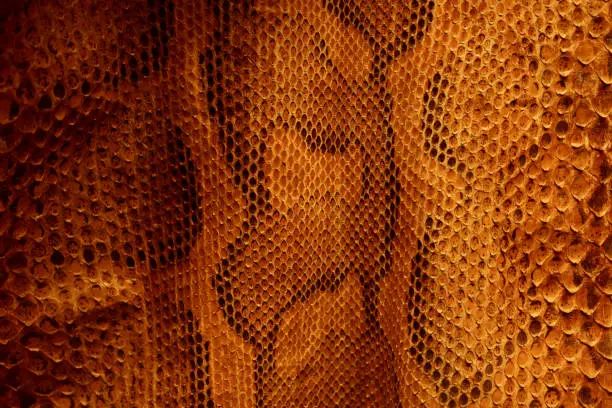 Photo of Snake skin