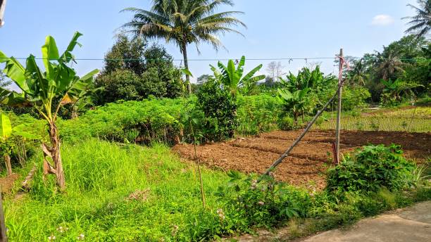 istock beautiful view of rice fields and trees 1338361900