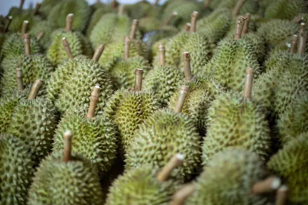 Photo of Group of durian. Blurred foreground and background.