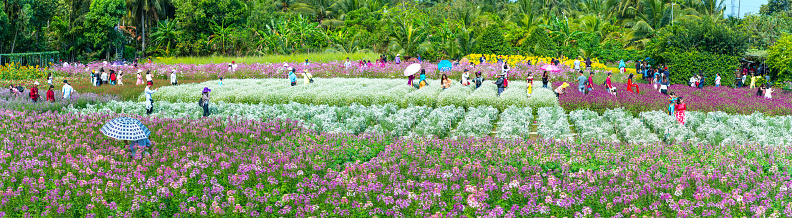 Tien Giang, Vietnam - February 25th, 2018: Landscape of an ecological garden with many colorful flower fields attracts many tourists to visit on first day of Lunar New Year in Tien Giang, Vietnam.