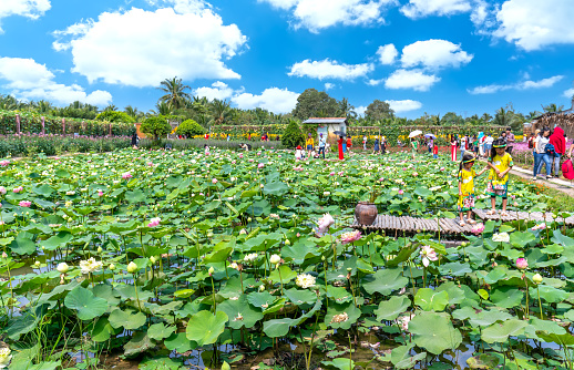 Tien Giang, Vietnam - February 25th, 2018: Lotus fields bloom in small garden attracts tourists to visit in the peaceful countryside of western Vietnam